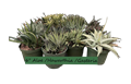 Aloe-Gasteria-Haworthia Assortment